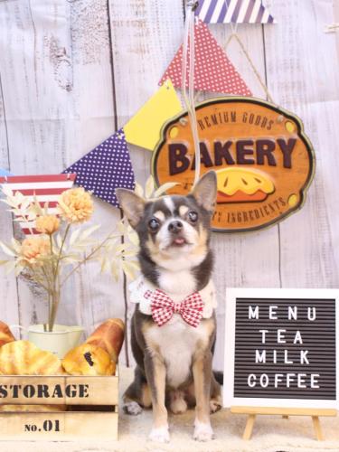 20240921メルくん